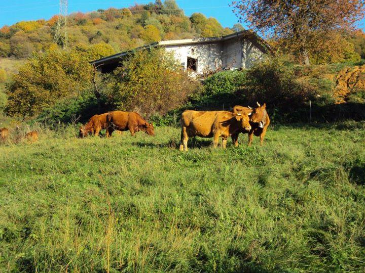 Agriturismo La Part 圣奇诺·迪·蒙塔尼亚 外观 照片